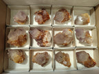 Natural Cactus Flower Phantom Amethyst Spirit Clusters x 12 From South Africa - Toprock Gemstones and Minerals 