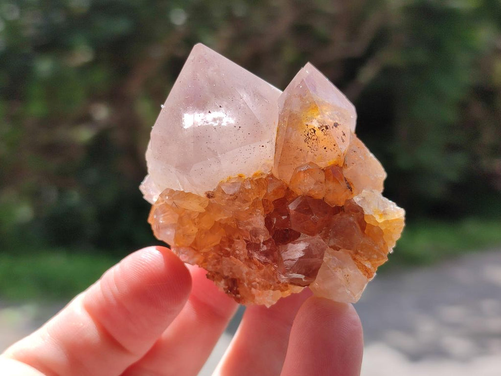 Natural Cactus Flower Phantom Amethyst Spirit Clusters x 12 From South Africa - Toprock Gemstones and Minerals 