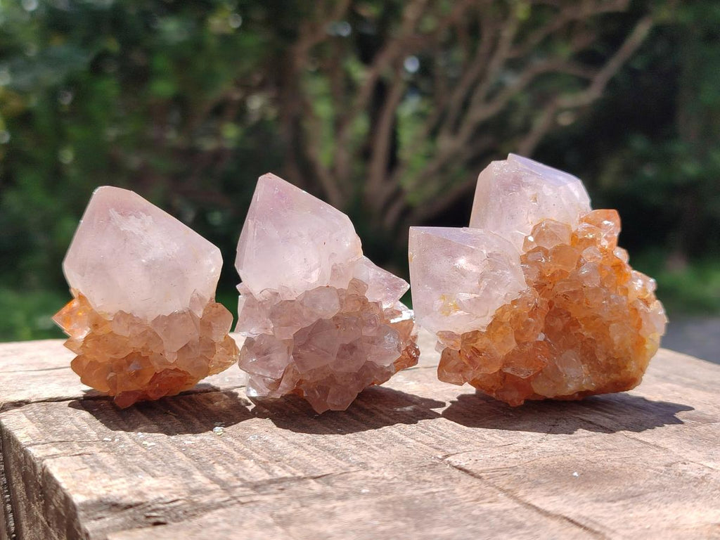 Natural Cactus Flower Phantom Amethyst Spirit Clusters x 12 From South Africa - Toprock Gemstones and Minerals 