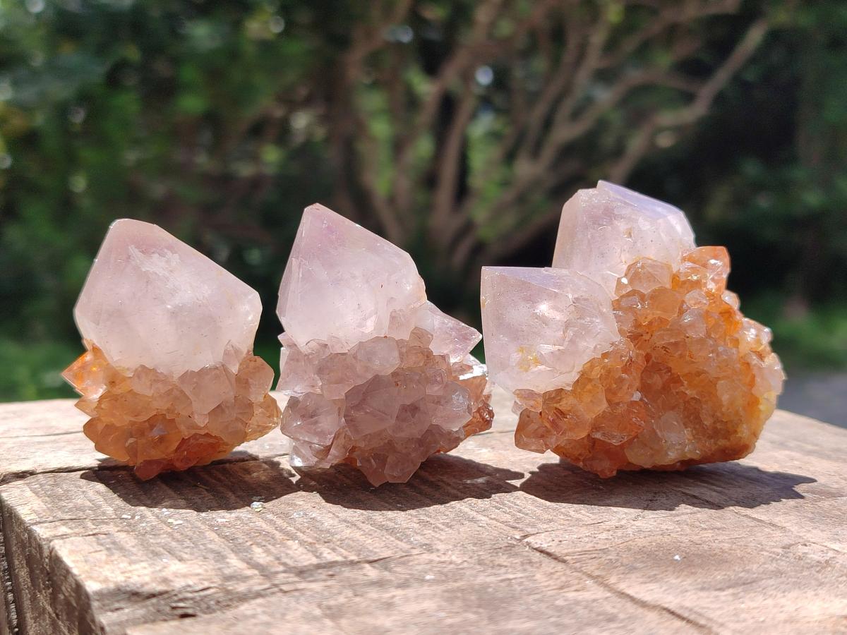 Natural Cactus Flower Phantom Amethyst Spirit Clusters x 12 From South Africa - Toprock Gemstones and Minerals 
