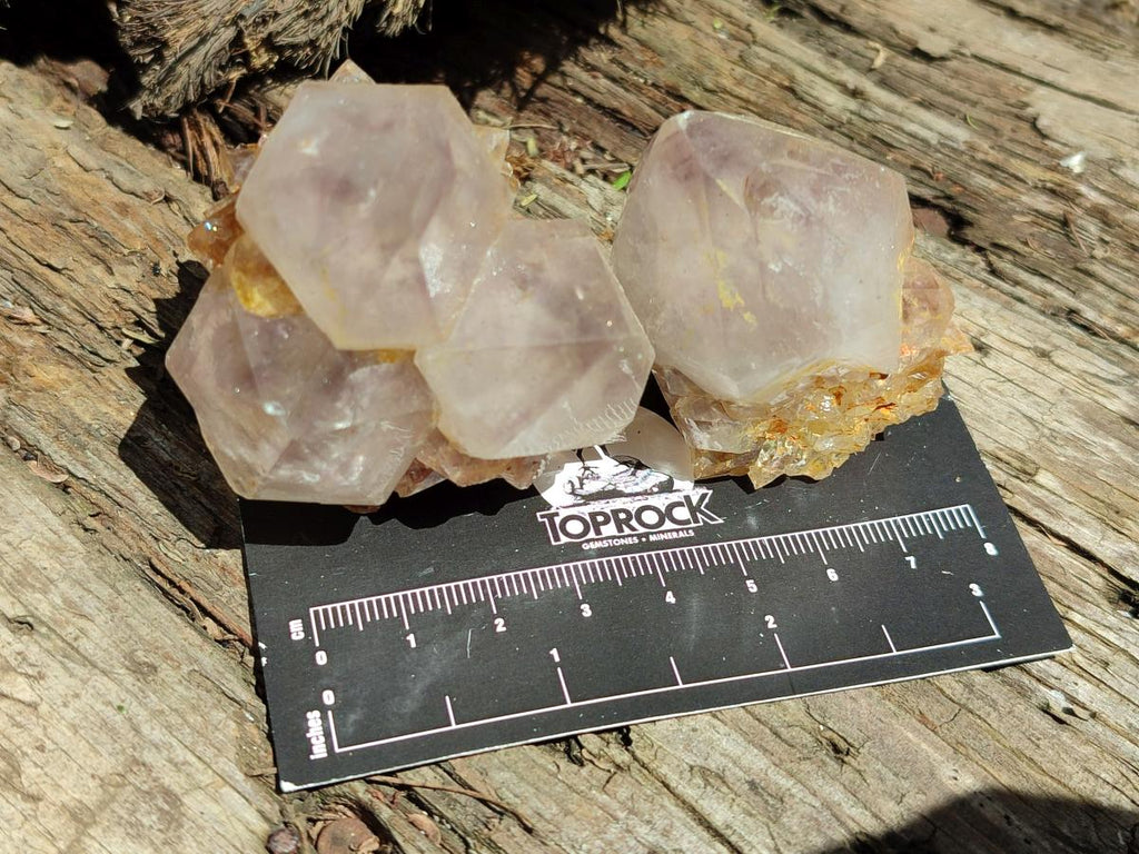 Natural Cactus Flower Phantom Amethyst Spirit Clusters x 12 From South Africa - Toprock Gemstones and Minerals 