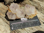 Natural Cactus Flower Phantom Amethyst Spirit Clusters x 12 From South Africa - Toprock Gemstones and Minerals 