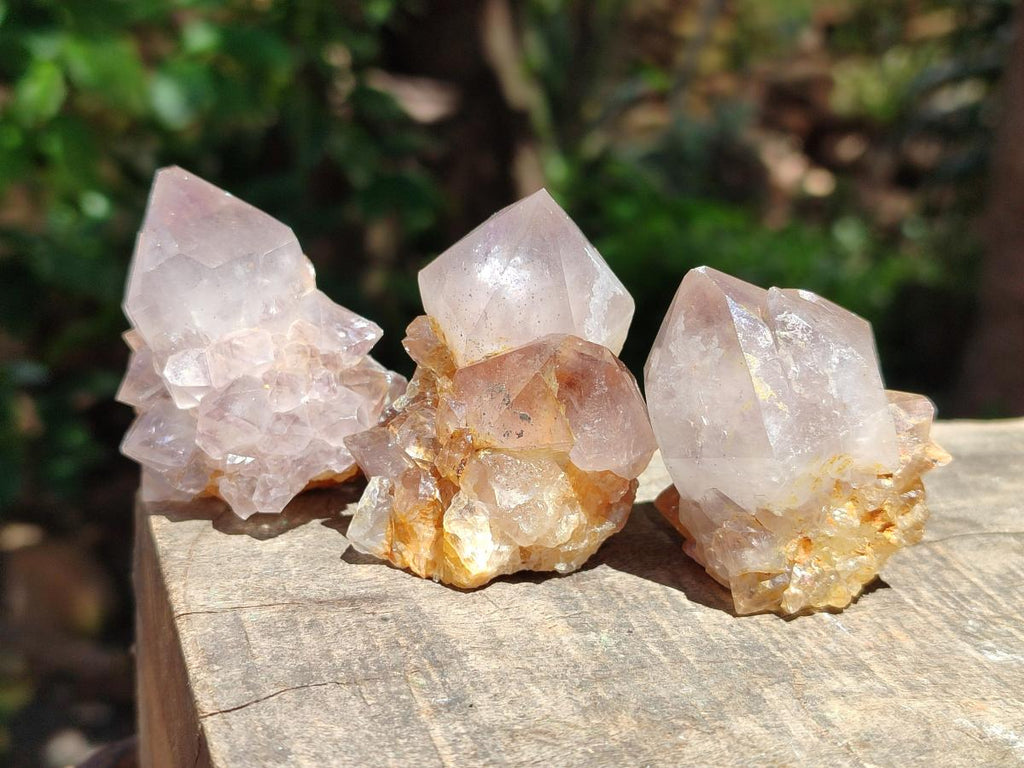 Natural Cactus Flower Phantom Amethyst Spirit Clusters x 12 From South Africa - Toprock Gemstones and Minerals 