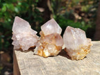 Natural Cactus Flower Phantom Amethyst Spirit Clusters x 12 From South Africa - Toprock Gemstones and Minerals 