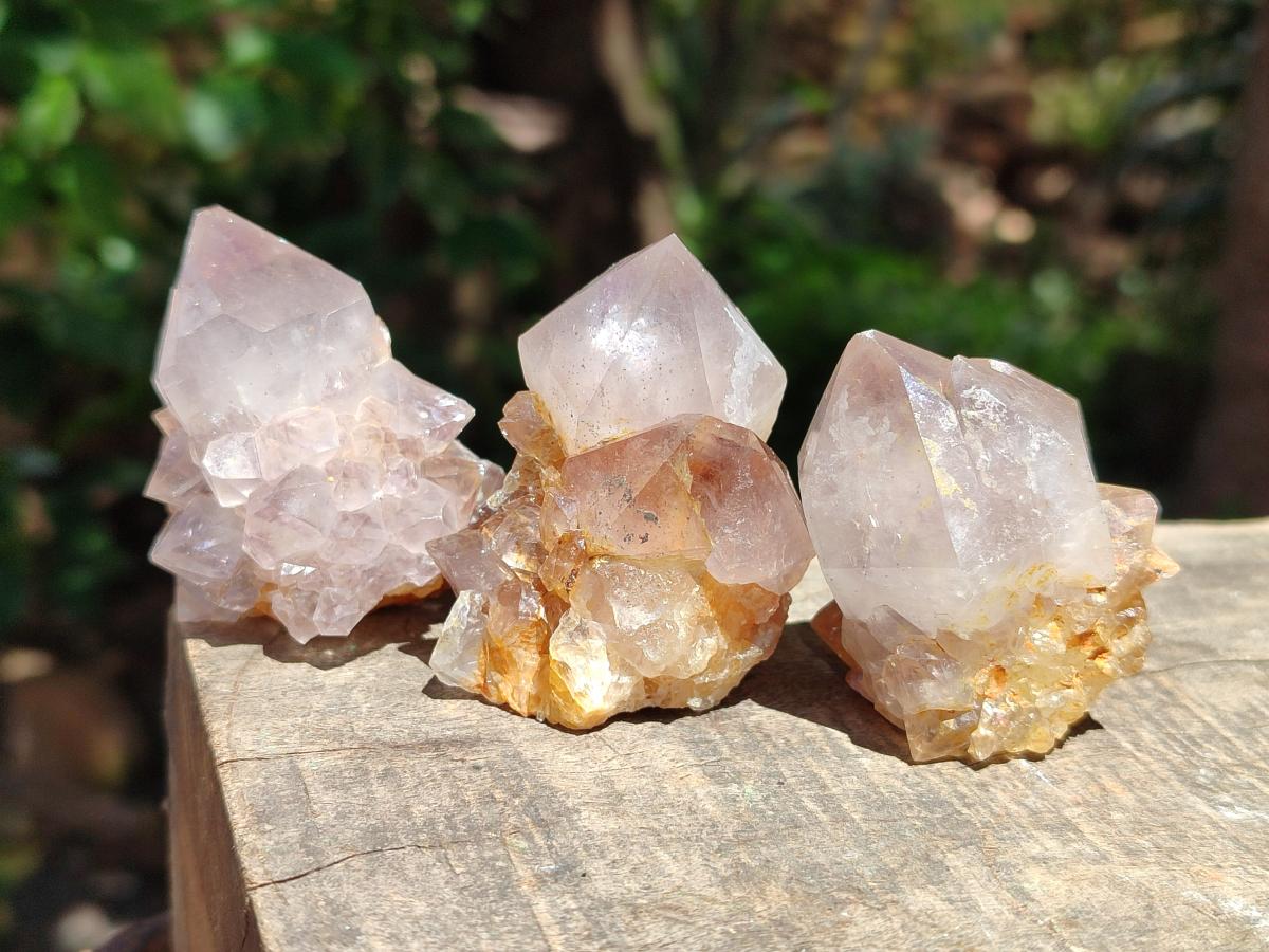 Natural Cactus Flower Phantom Amethyst Spirit Clusters x 12 From South Africa - Toprock Gemstones and Minerals 