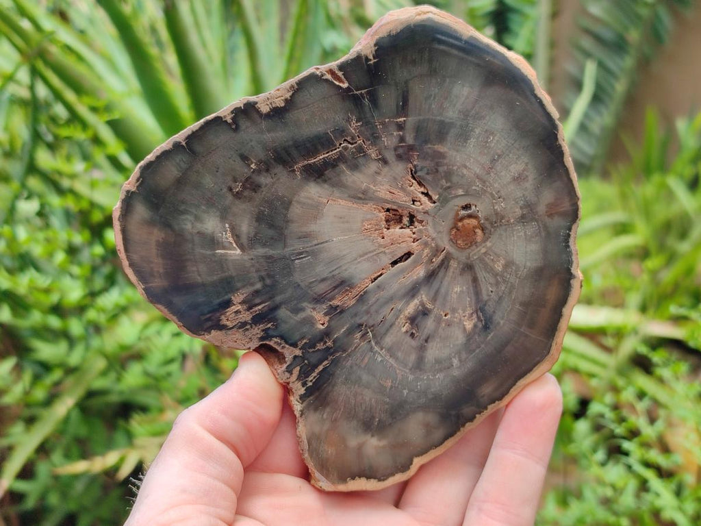 Polished Dadoxylon Petrified Wood Slices x 6 From Gokwe, Zimbabwe - Toprock Gemstones and Minerals 