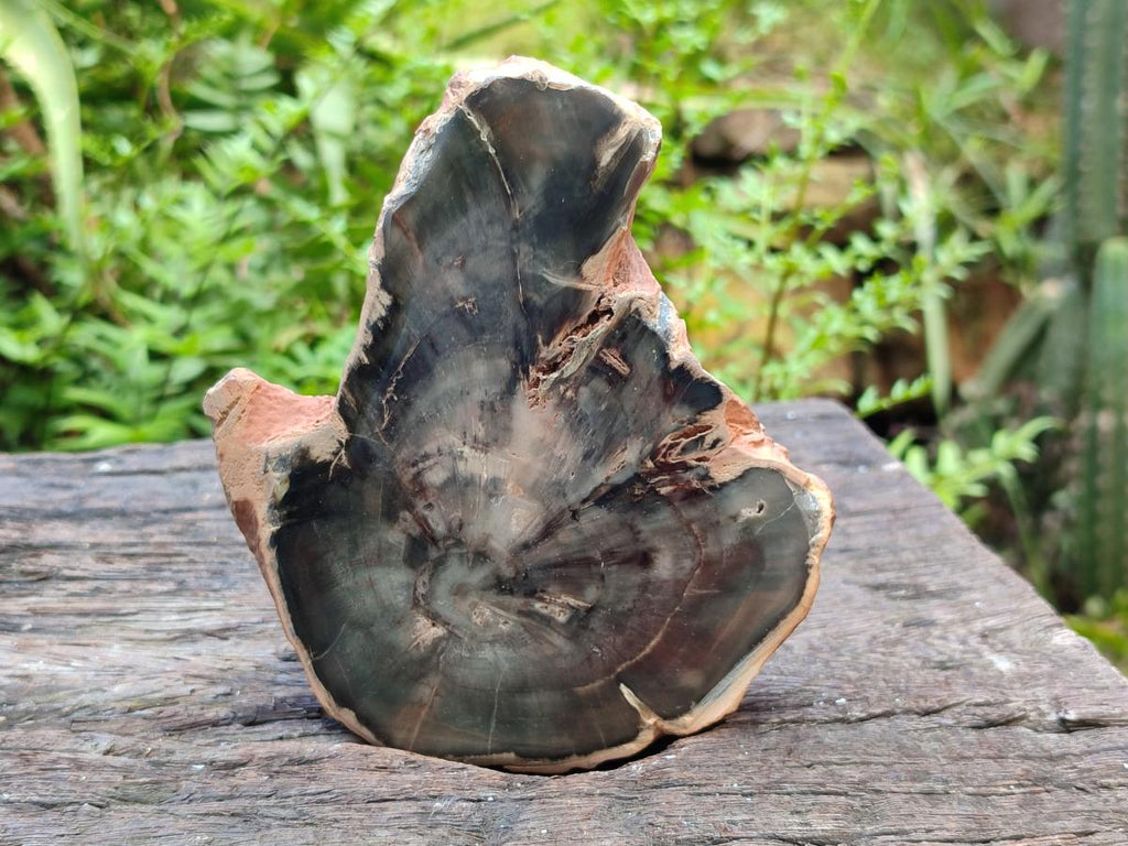 Polished Dadoxylon Petrified Wood Slices x 6 From Gokwe, Zimbabwe - Toprock Gemstones and Minerals 