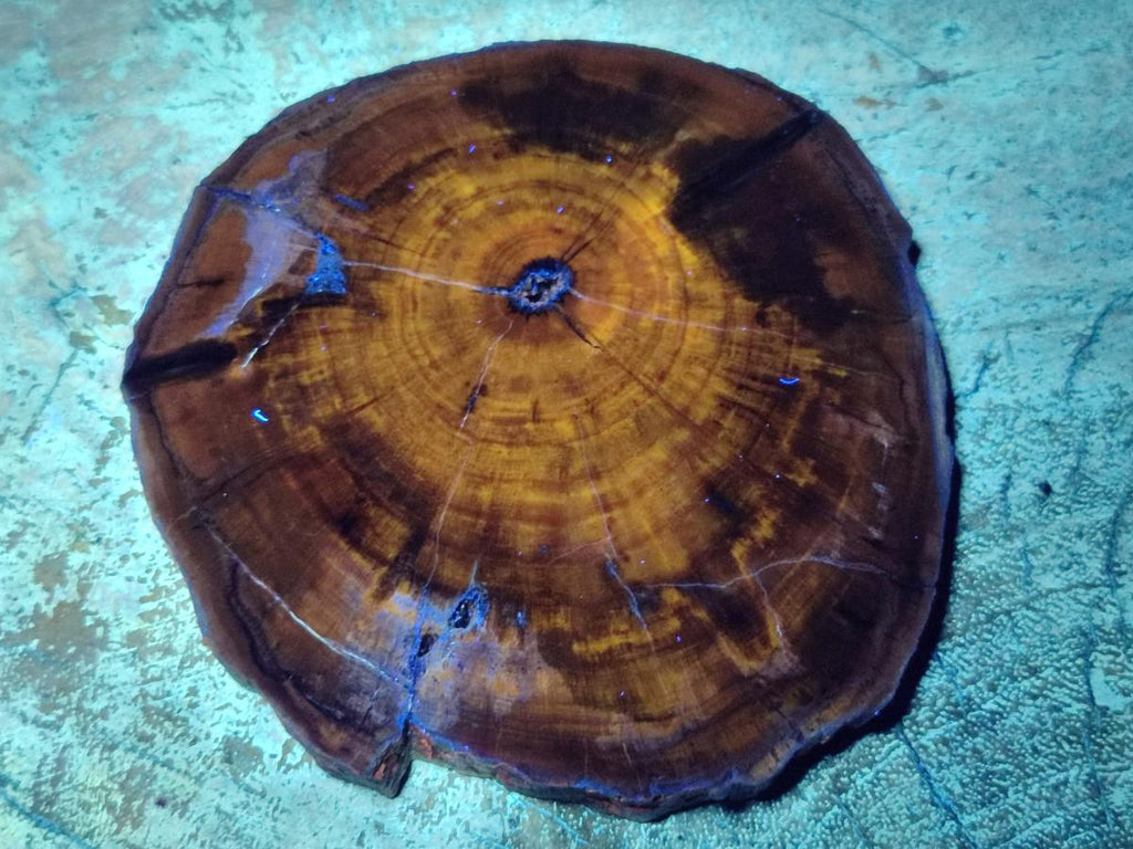 Polished Dadoxylon Petrified Wood Slices x 6 From Gokwe, Zimbabwe - Toprock Gemstones and Minerals 