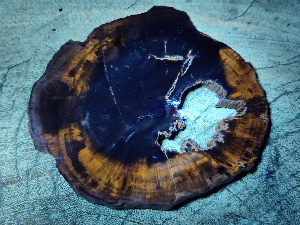 Polished Dadoxylon Petrified Wood Slices x 6 From Gokwe, Zimbabwe - Toprock Gemstones and Minerals 