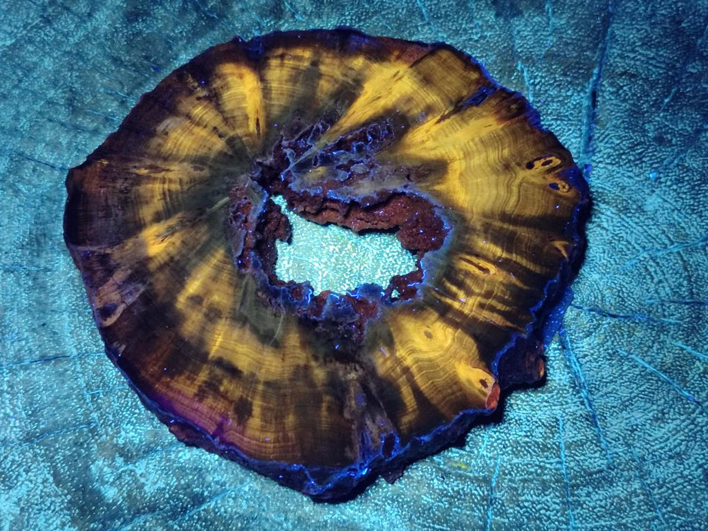 Polished Dadoxylon Petrified Wood Slices x 6 From Gokwe, Zimbabwe - Toprock Gemstones and Minerals 