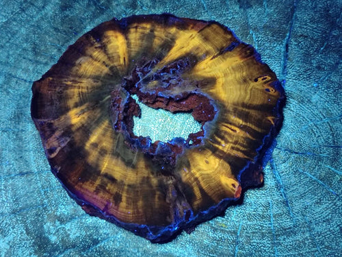 Polished Dadoxylon Petrified Wood Slices x 6 From Gokwe, Zimbabwe - Toprock Gemstones and Minerals 