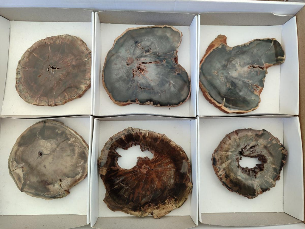 Polished Dadoxylon Petrified Wood Slices x 6 From Gokwe, Zimbabwe - Toprock Gemstones and Minerals 