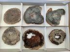 Polished Dadoxylon Petrified Wood Slices x 6 From Gokwe, Zimbabwe - Toprock Gemstones and Minerals 