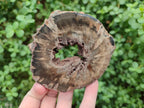 Polished Dadoxylon Petrified Wood Slices x 6 From Gokwe, Zimbabwe - Toprock Gemstones and Minerals 
