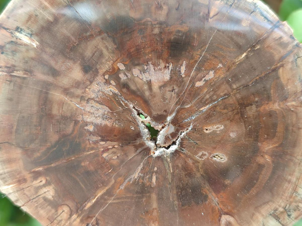 Polished Dadoxylon Petrified Wood Slices x 6 From Gokwe, Zimbabwe - Toprock Gemstones and Minerals 