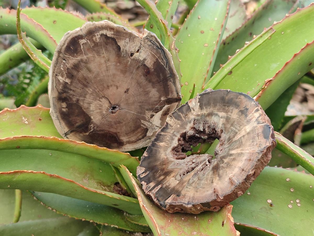 Polished Dadoxylon Petrified Wood Slices x 6 From Gokwe, Zimbabwe - Toprock Gemstones and Minerals 