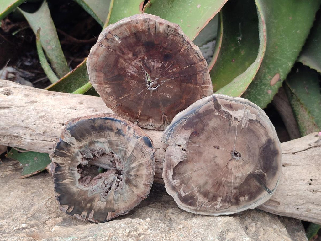 Polished Dadoxylon Petrified Wood Slices x 6 From Gokwe, Zimbabwe - Toprock Gemstones and Minerals 