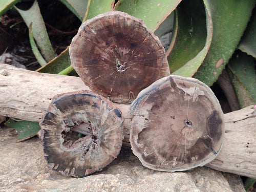 Polished Dadoxylon Petrified Wood Slices x 6 From Gokwe, Zimbabwe - Toprock Gemstones and Minerals 