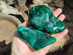 Polished Flower Banded Malachite Free Forms x 6 From Congo - Toprock Gemstones and Minerals 
