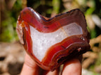Polished One Side Red Shashe River Agate Nodules x 12 From Shashe River, Zimbabwe - Toprock Gemstones and Minerals 