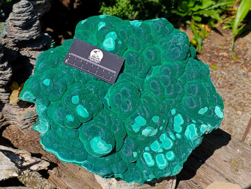 Natural XL Museum Botryoidal Malachite Specimen x 1 From Congo - Toprock Gemstones and Minerals 