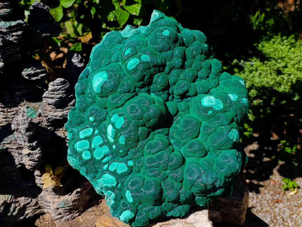 Natural XL Museum Botryoidal Malachite Specimen x 1 From Congo - Toprock Gemstones and Minerals 
