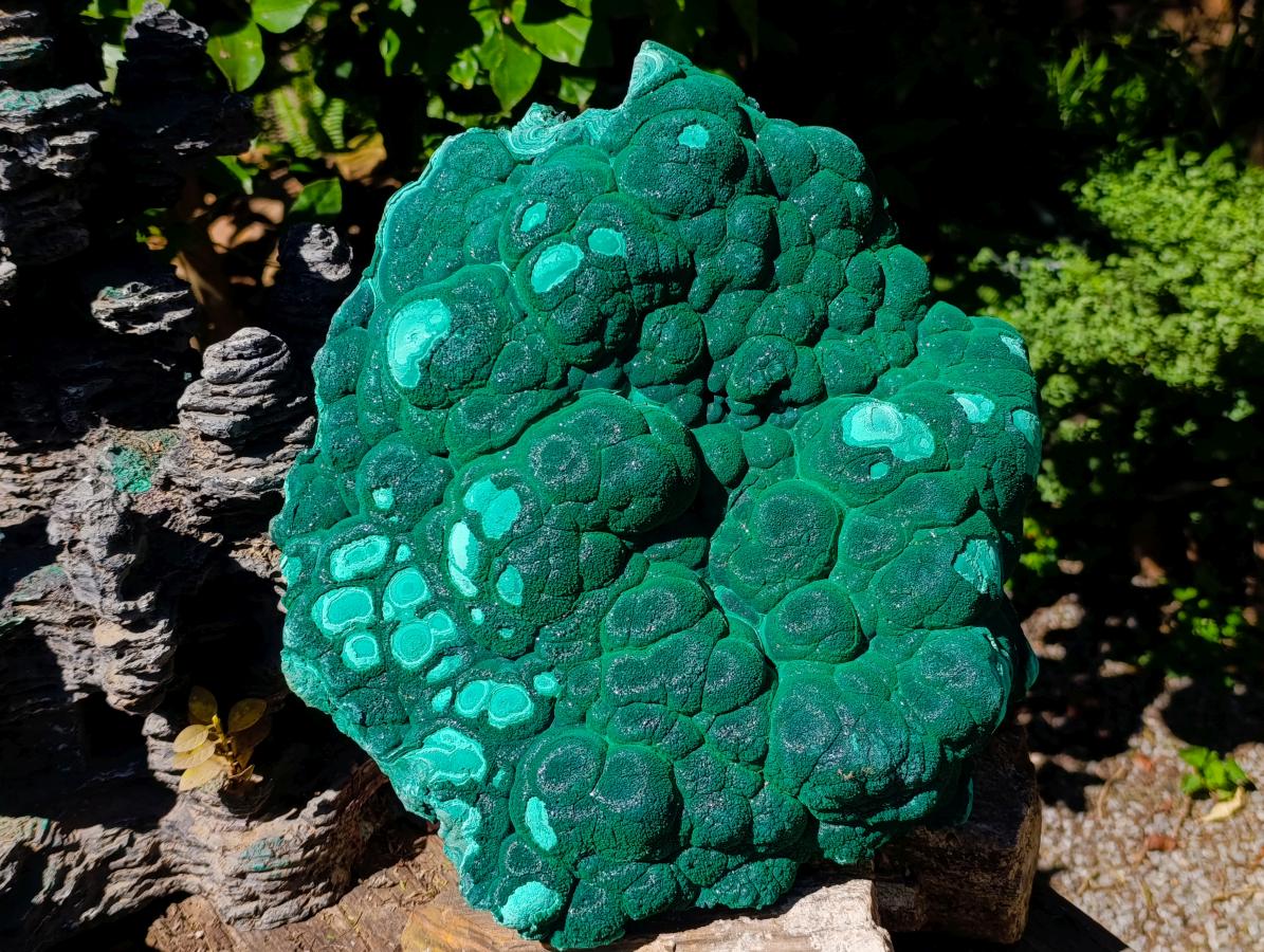 Natural XL Museum Botryoidal Malachite Specimen x 1 From Congo - Toprock Gemstones and Minerals 