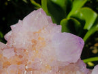 Natural Large Cactus Flower Amethyst Spirit Cluster x 1 From South Africa - Toprock Gemstones and Minerals 