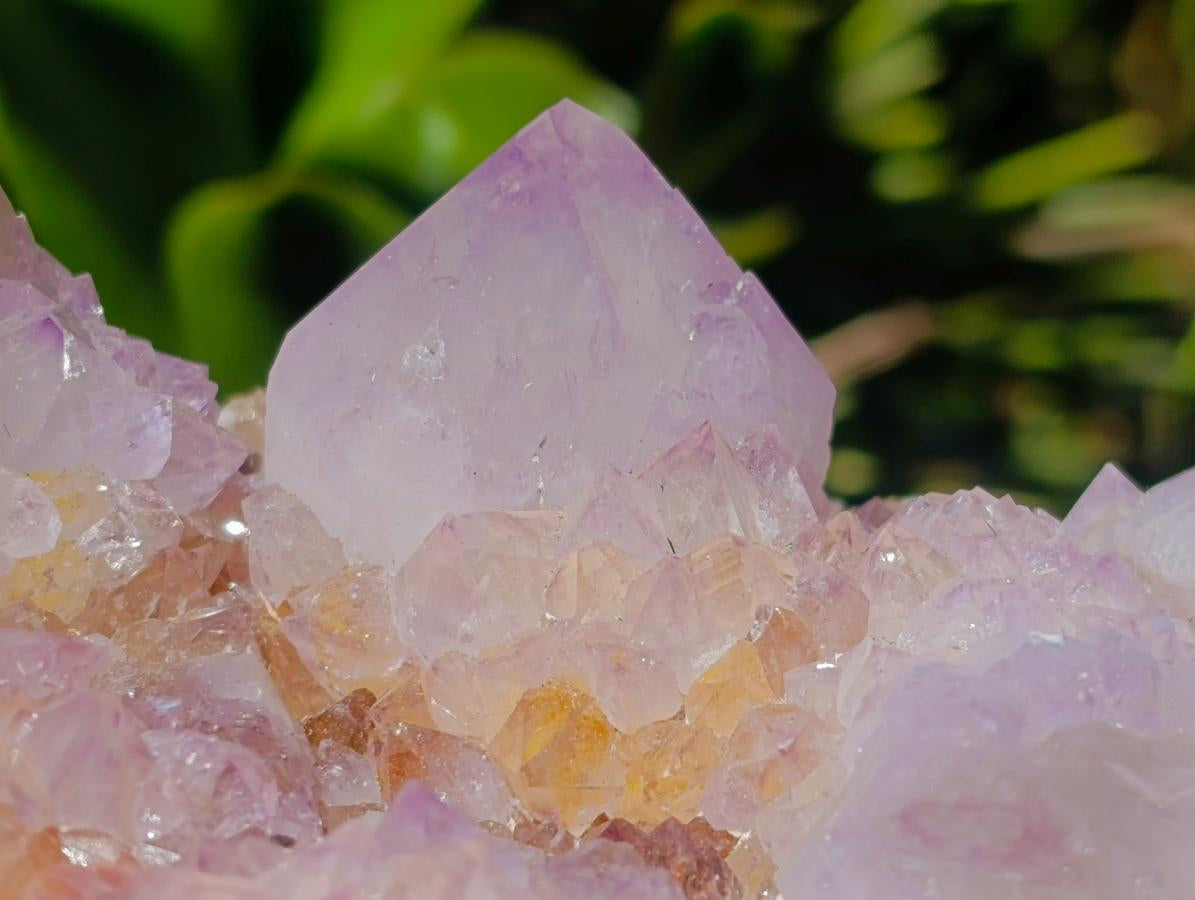 Natural Large Cactus Flower Amethyst Spirit Quartz Cluster x 1 From South Africa - Toprock Gemstones and Minerals 