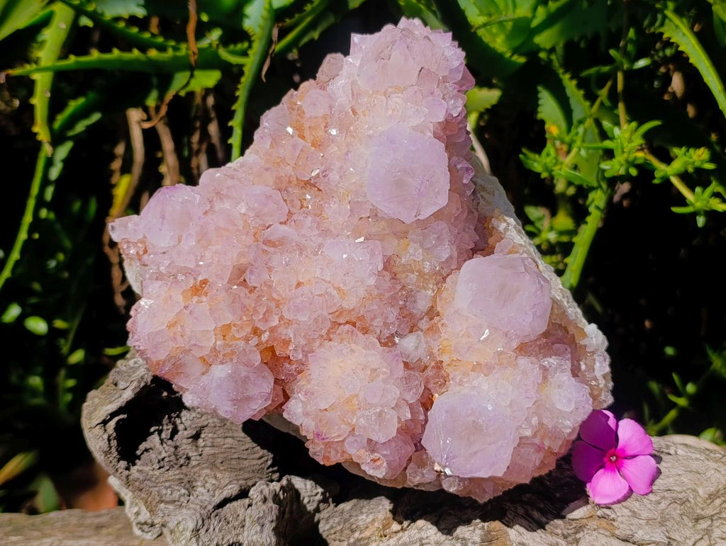 Natural Large Cactus Flower Amethyst Spirit Quartz Cluster x 1 From South Africa - Toprock Gemstones and Minerals 