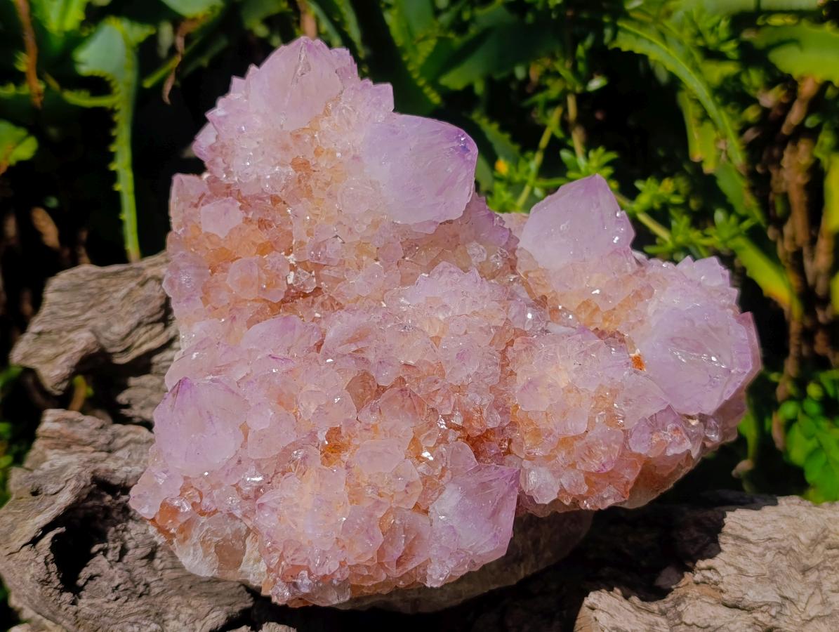 Natural Large Cactus Flower Amethyst Spirit Quartz Cluster x 1 From South Africa - Toprock Gemstones and Minerals 