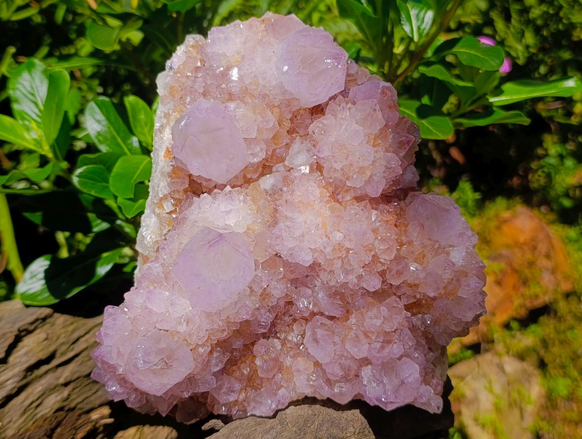 Natural Large Cactus Flower Amethyst Spirit Quartz Cluster x 1 From South Africa - Toprock Gemstones and Minerals 