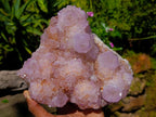 Natural Large Cactus Flower Amethyst Spirit Quartz Cluster x 1 From South Africa - Toprock Gemstones and Minerals 