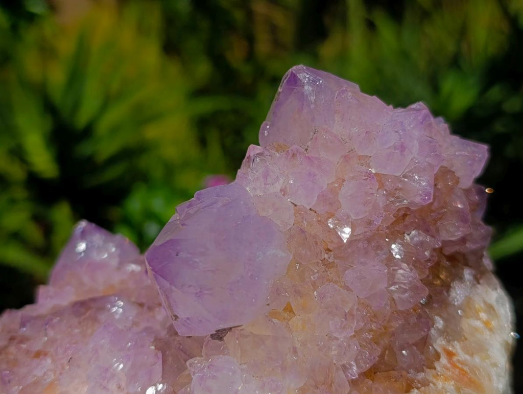 Natural Large Cactus Flower Amethyst Spirit Quartz Cluster x 1 From South Africa - Toprock Gemstones and Minerals 