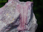 Natural Pink Rubellite Tourmaline Specimens x 2 From Karibib, Namibia - Toprock Gemstones and Minerals 