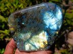 Polished Labradorite Standing Free Forms x 2 From Madagascar - Toprock Gemstones and Minerals 