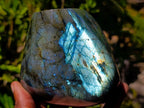 Polished Labradorite Standing Free Forms x 2 From Madagascar - Toprock Gemstones and Minerals 