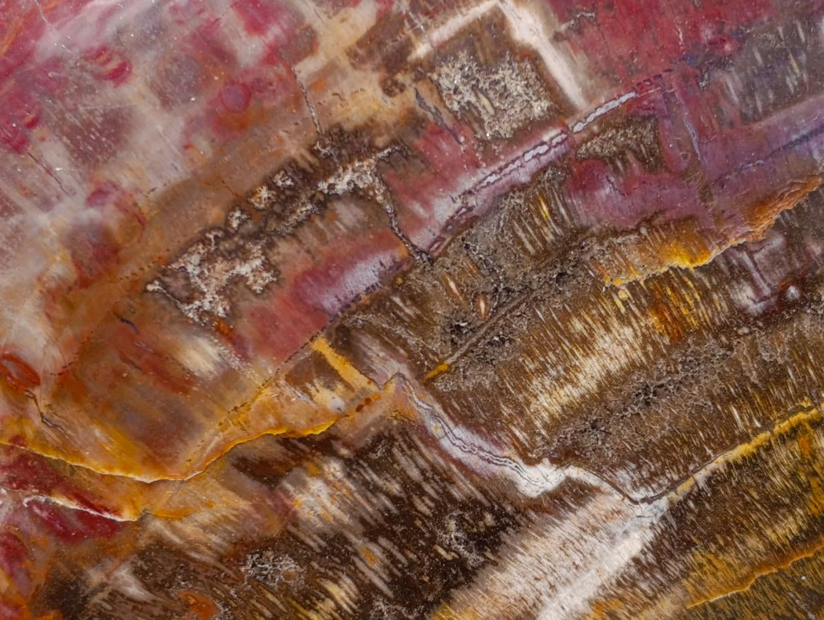 Polished Large Red Podocarpus Petrified Wood Heart x 1 From Mahajanga, Madagascar - Toprock Gemstones and Minerals 