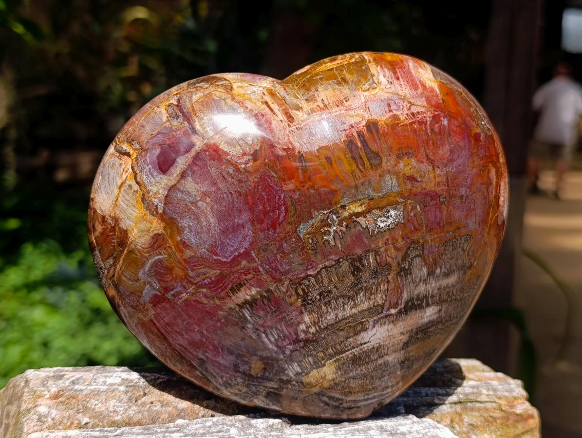 Polished Large Red Podocarpus Petrified Wood Heart x 1 From Mahajanga, Madagascar - Toprock Gemstones and Minerals 