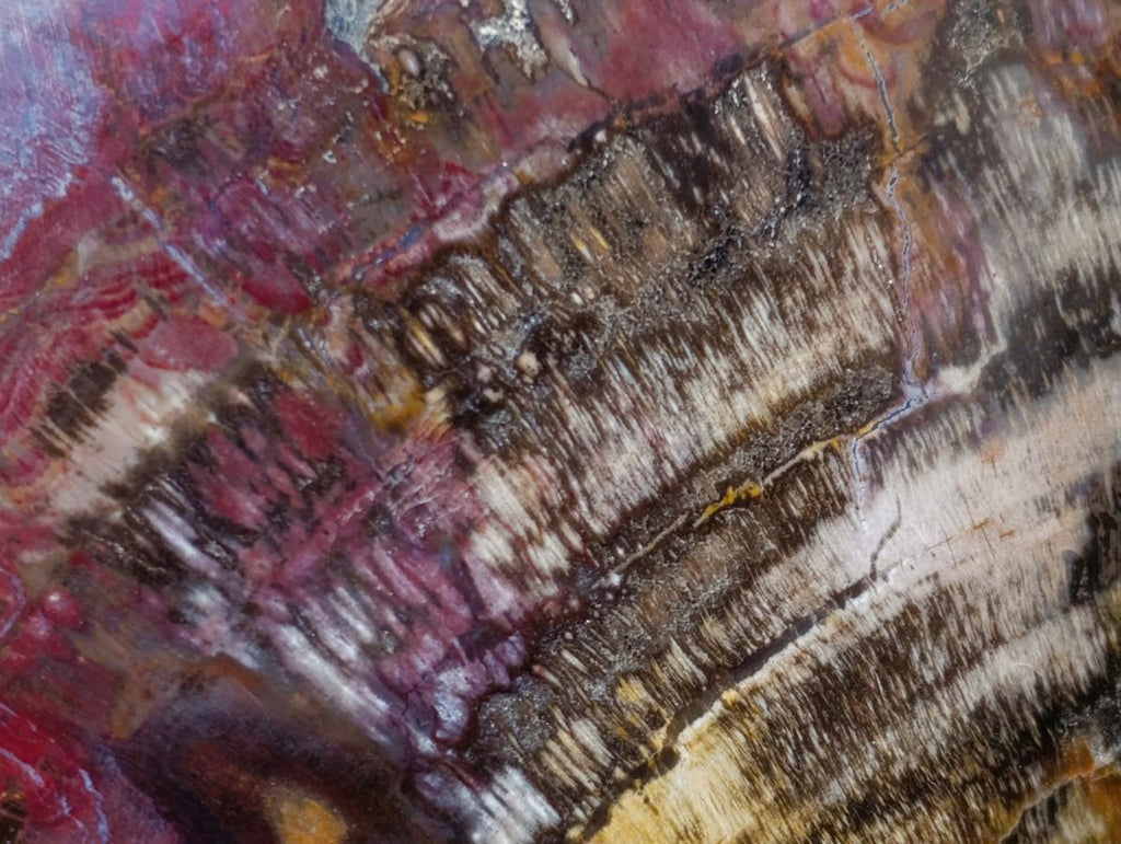 Polished Large Red Podocarpus Petrified Wood Heart x 1 From Mahajanga, Madagascar - Toprock Gemstones and Minerals 