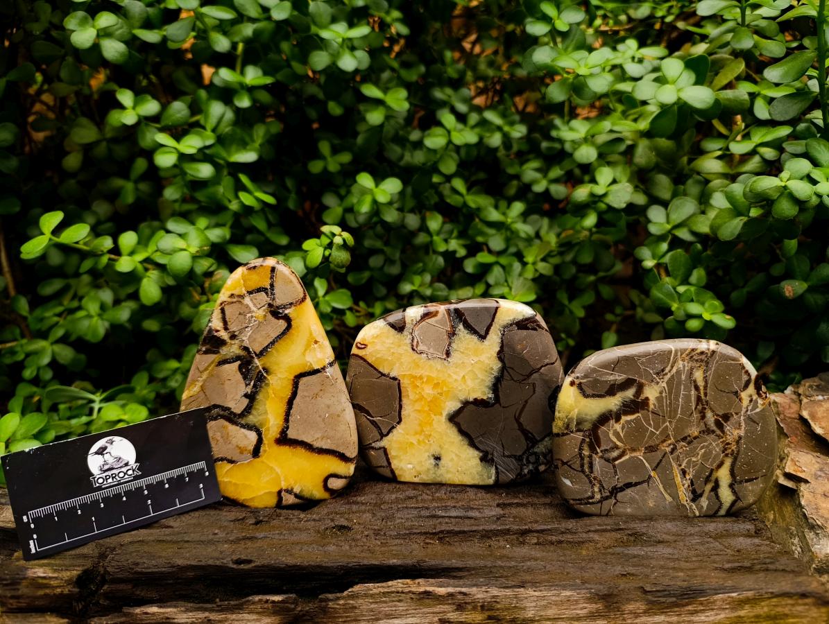 Polished Septerye Slices x 6 From Mahajanga, Madagascar - Toprock Gemstones and Minerals 