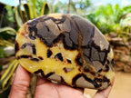 Polished Septerye Slices x 6 From Mahajanga, Madagascar - Toprock Gemstones and Minerals 