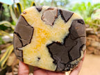Polished Septerye Slices x 6 From Mahajanga, Madagascar - Toprock Gemstones and Minerals 