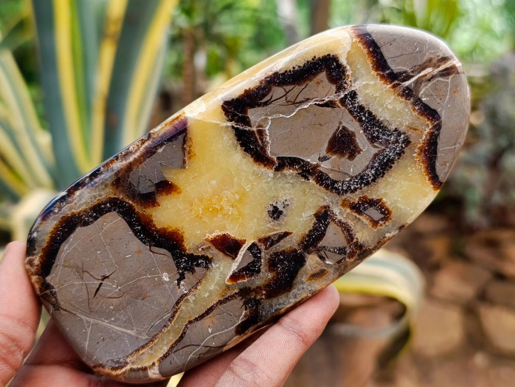 Polished Septerye Slices x 6 From Mahajanga, Madagascar - Toprock Gemstones and Minerals 