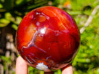 Polished Carnelian Agate Gemstone Spheres x 3 From Madagascar - Toprock Gemstones and Minerals 