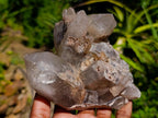 Natural Smokey Quartz Crystal Clusters x 3 From Erongo, Namibia - Toprock Gemstones and Minerals 