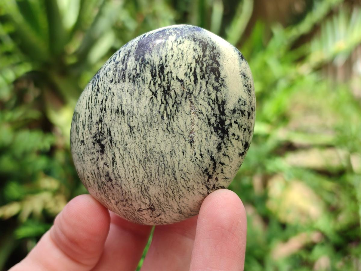 Polished Leopard Stone Free Forms x 12 From Zimbabwe - Toprock Gemstones and Minerals 