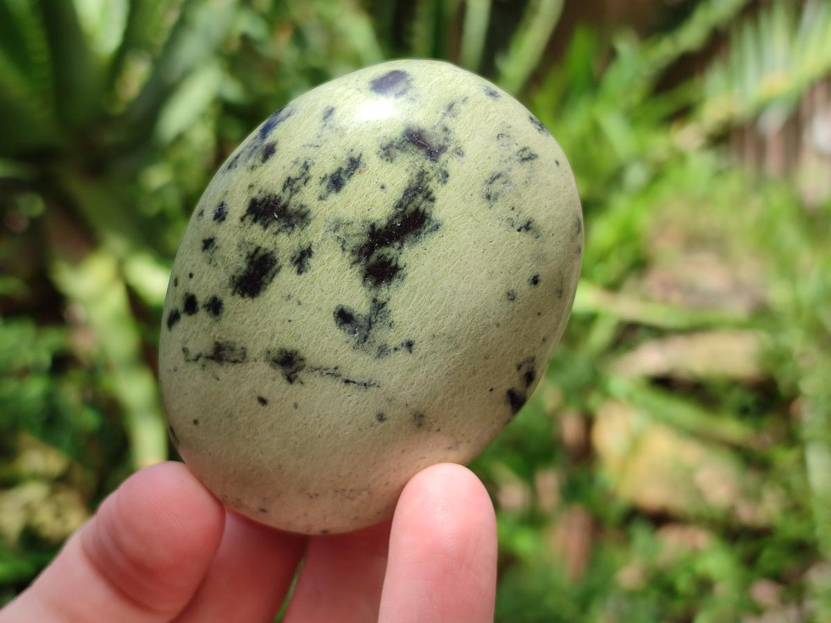 Polished Leopard Stone Free Forms x 12 From Zimbabwe - Toprock Gemstones and Minerals 