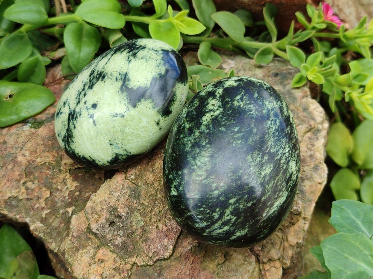 Polished Leopard Stone Free Forms x 12 From Zimbabwe - Toprock Gemstones and Minerals 
