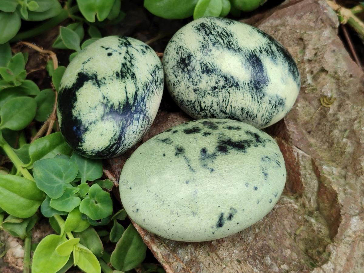 Polished Leopard Stone Free Forms x 12 From Zimbabwe - Toprock Gemstones and Minerals 